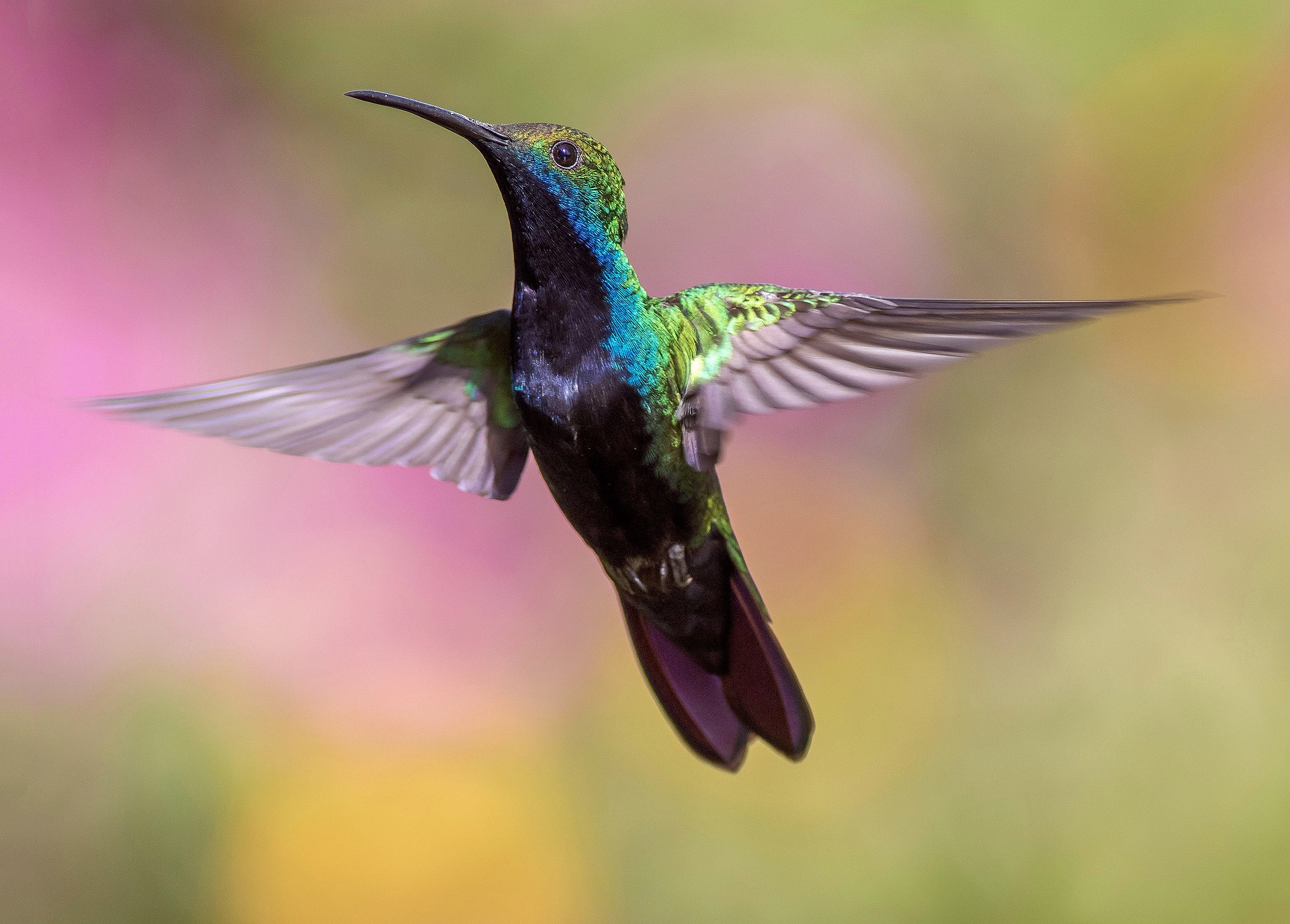 Wees als de kolibrie: blus de brand